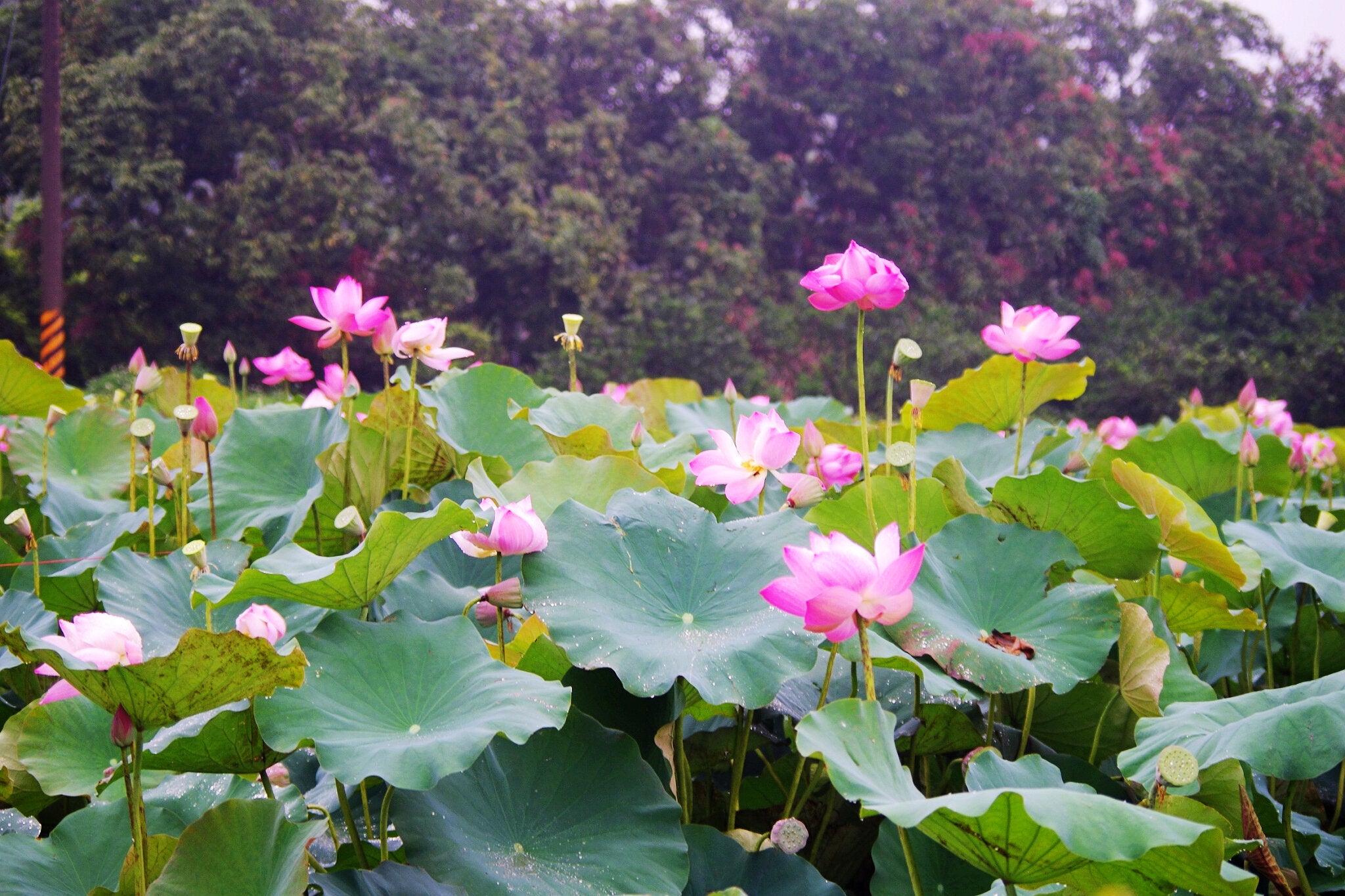 (圖片來源:白河蓮花季活動官網)