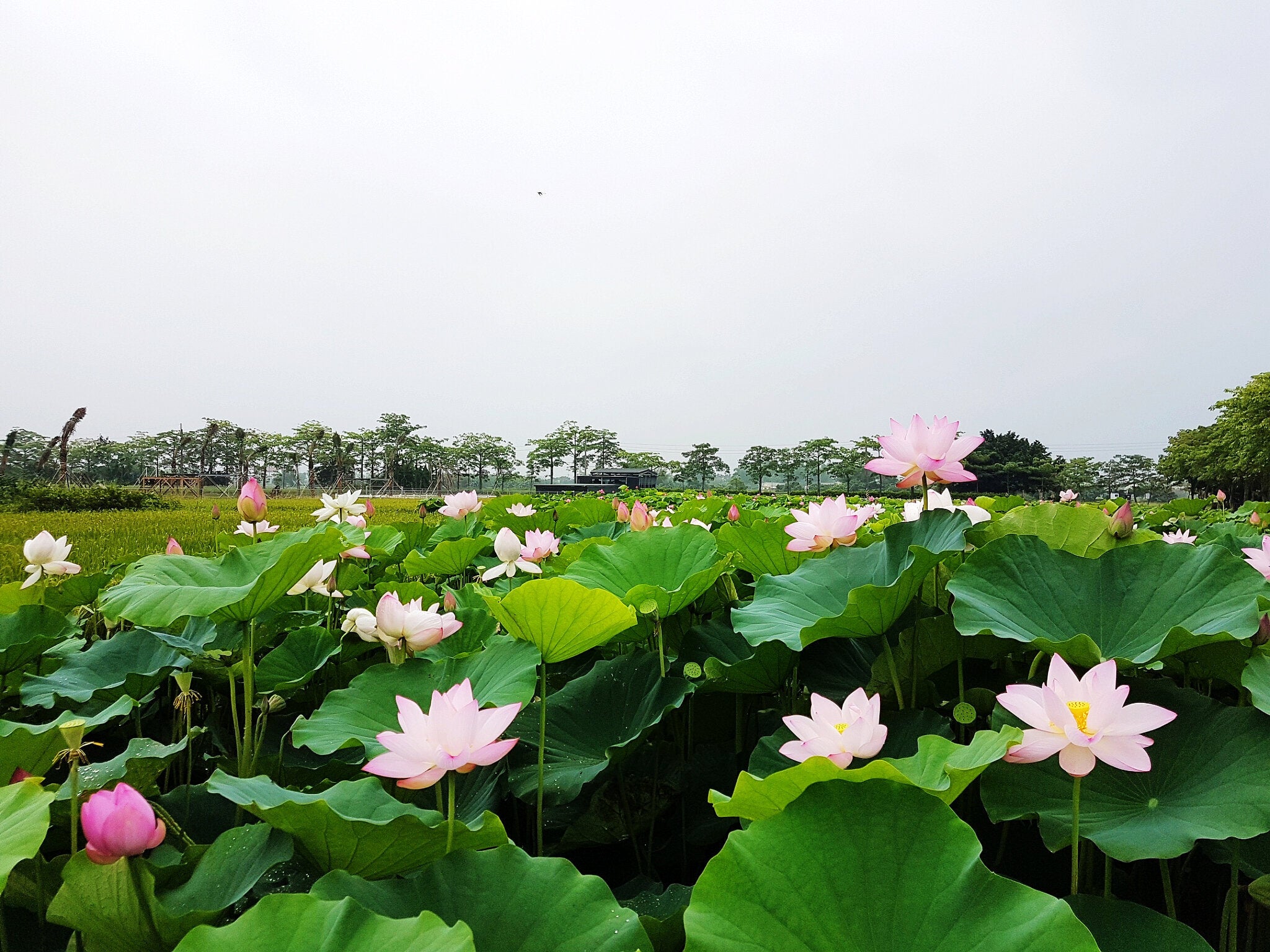(圖片來源:白河蓮花季活動官網)