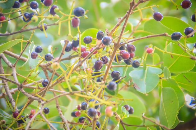 Jamun: The Miracle Cure You Must Know