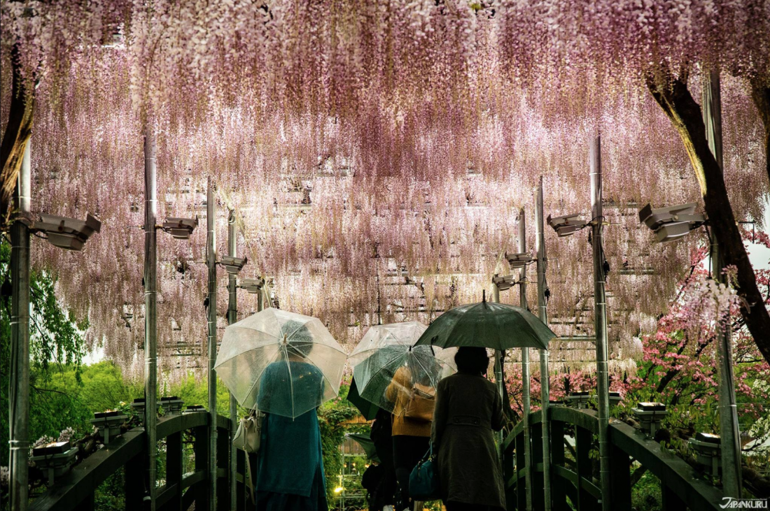 足利花卉公園