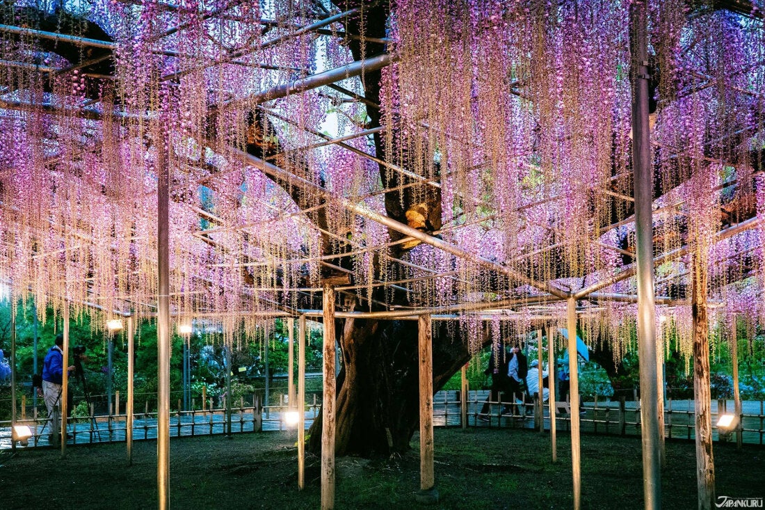 足利花卉公園