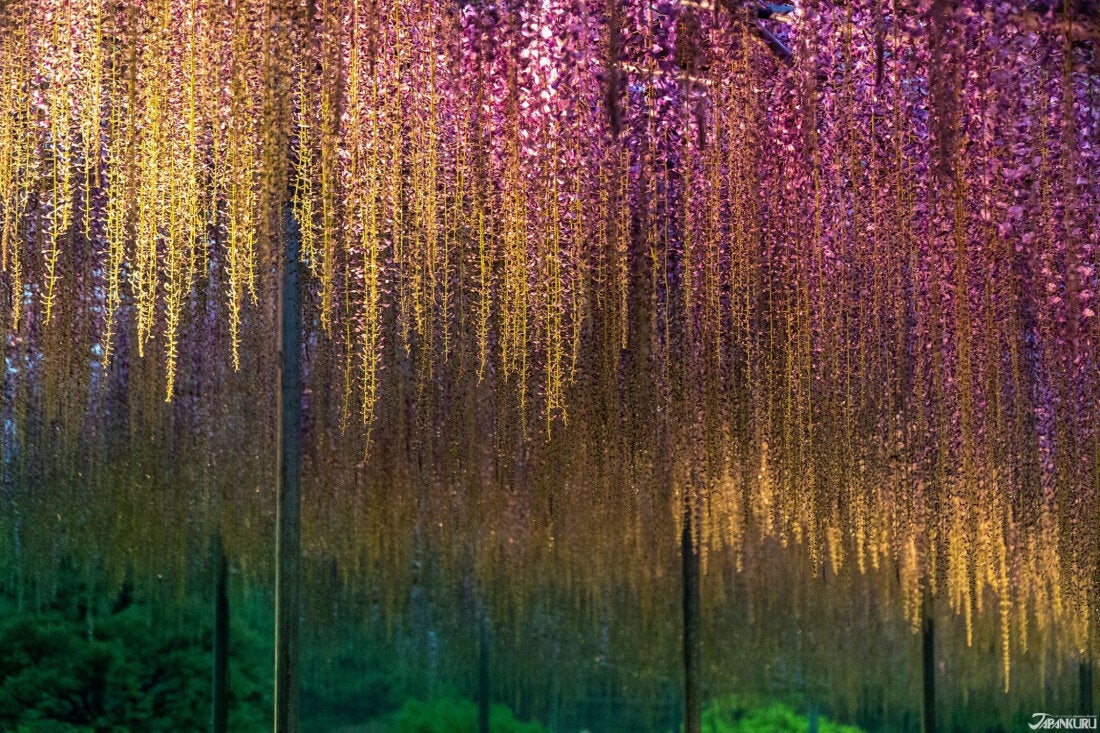 足利花卉公園