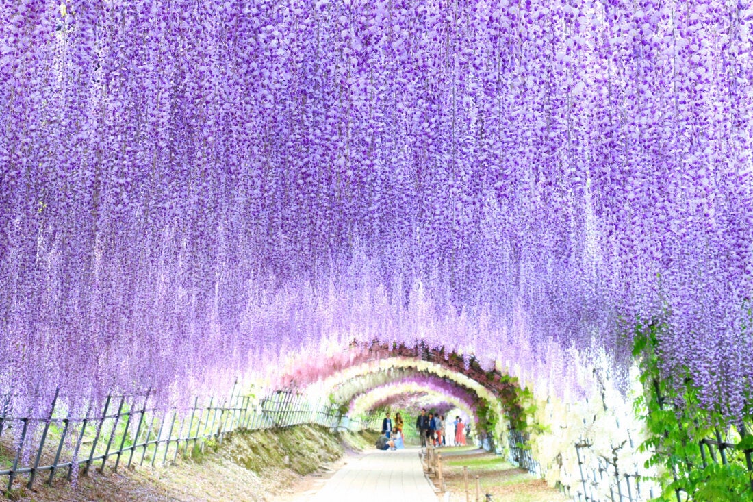 河內藤園