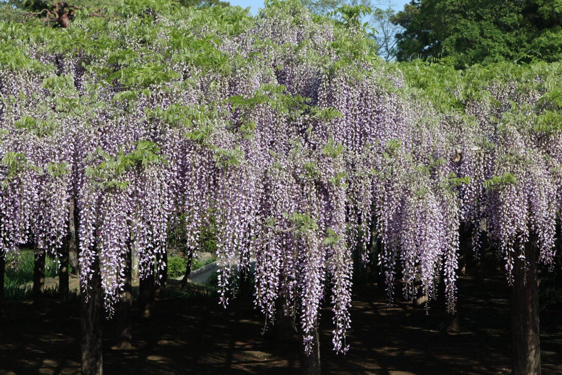 圖片來源:藤花園