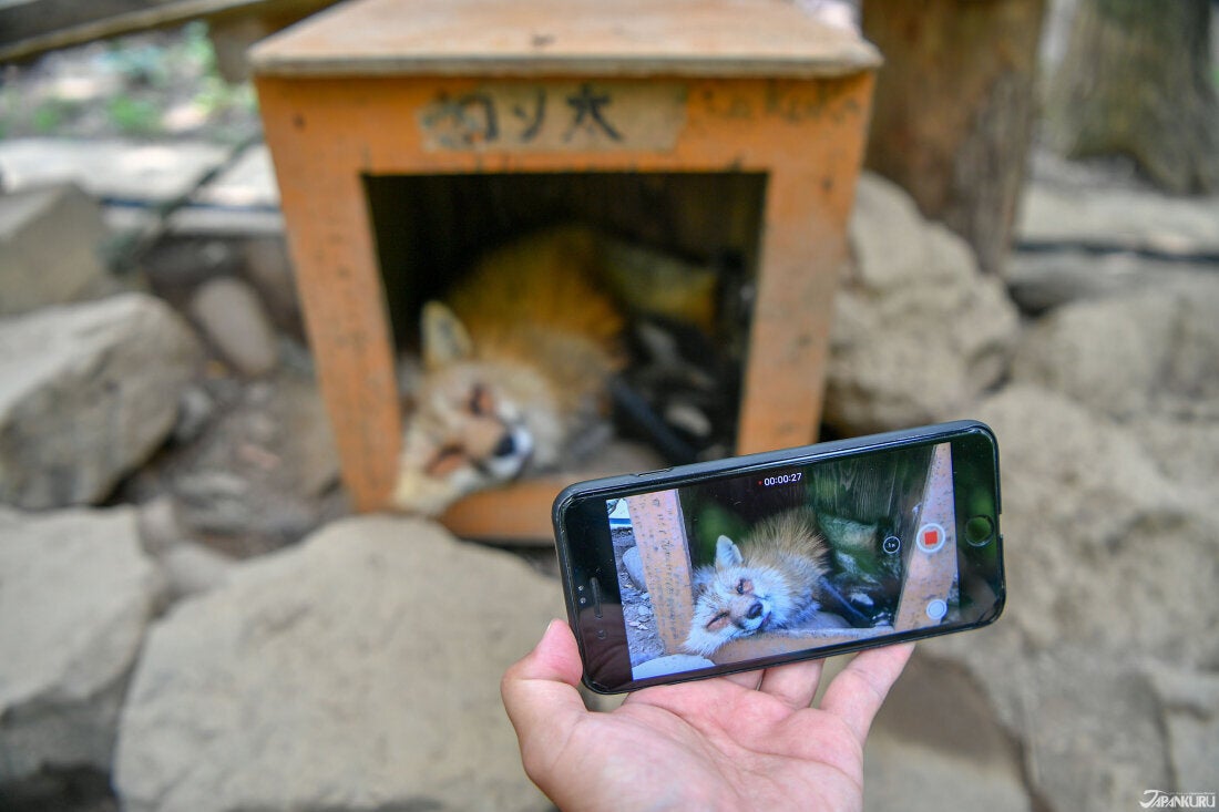 宮城藏王狐狸村