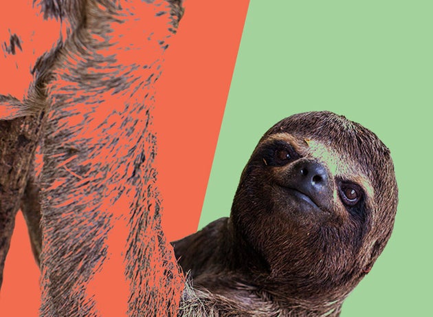 5 Cute Animals To End The Week: Sloth's Glorious Reaction To Helpful