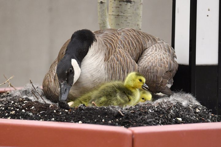 A family of geese has settled onto the roof of the Royal Alexandra Hospital.