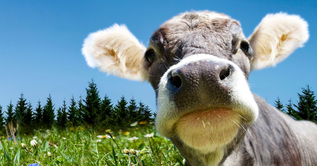 Austrian official. Швейцария 1 августа. Cow Kiss Challenge.