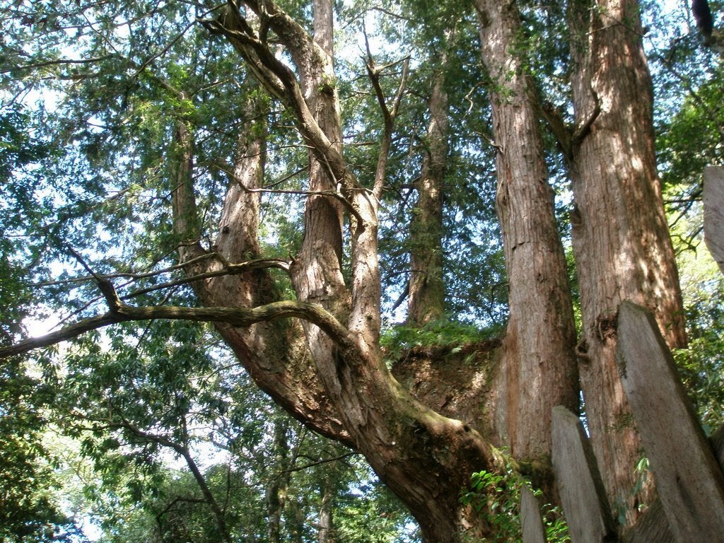 ▲新竹景點推薦-鎮西堡神木群。(圖/Tripbaa趣吧!亞洲自由行專家)