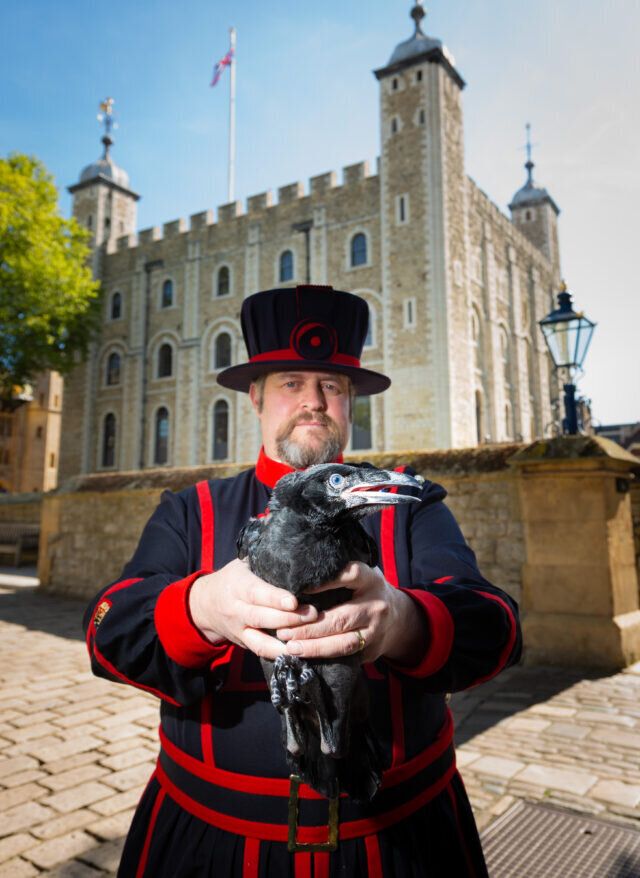 Yeoman Warder Chris Skaife with one of the tower's ravens.