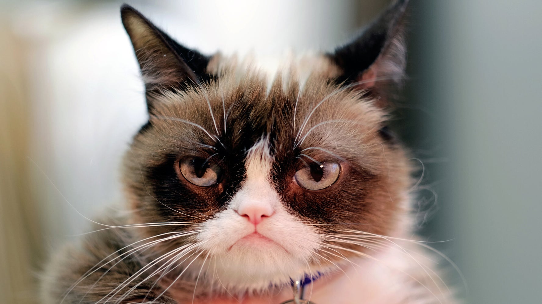 Friday Grumpy Cat