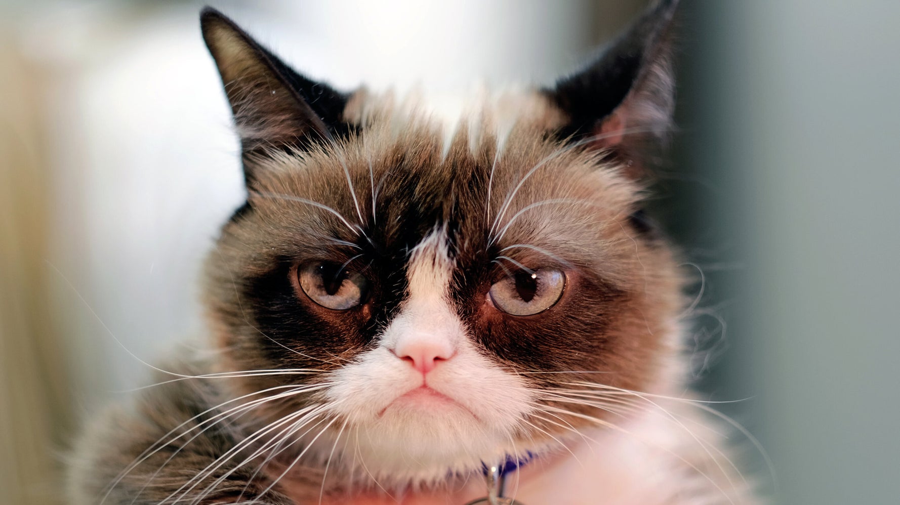 Grumpy Cat, the face of thousands of internet memes, has died