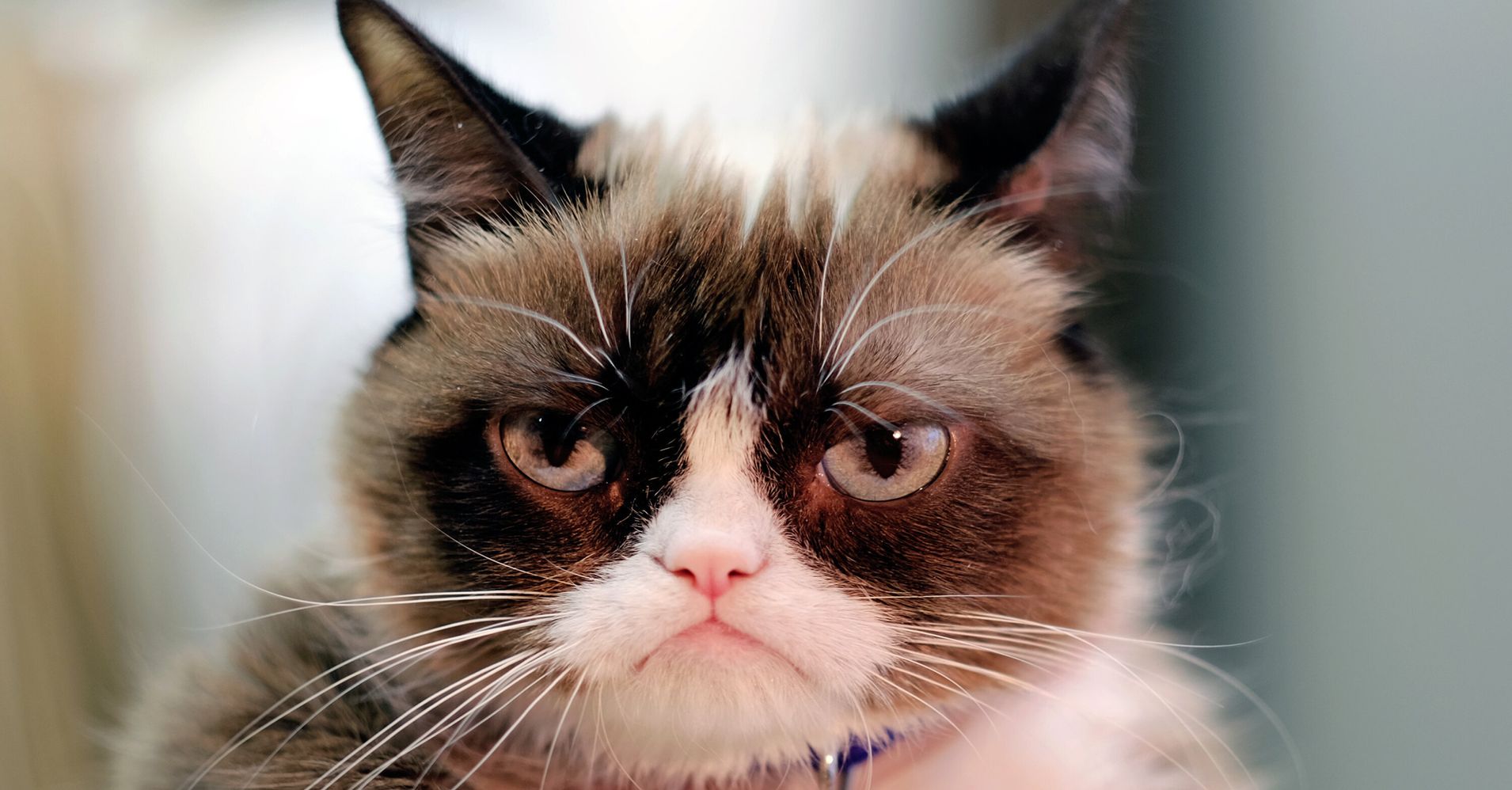 Grumpy Cat Has Died At The Age Of 7 