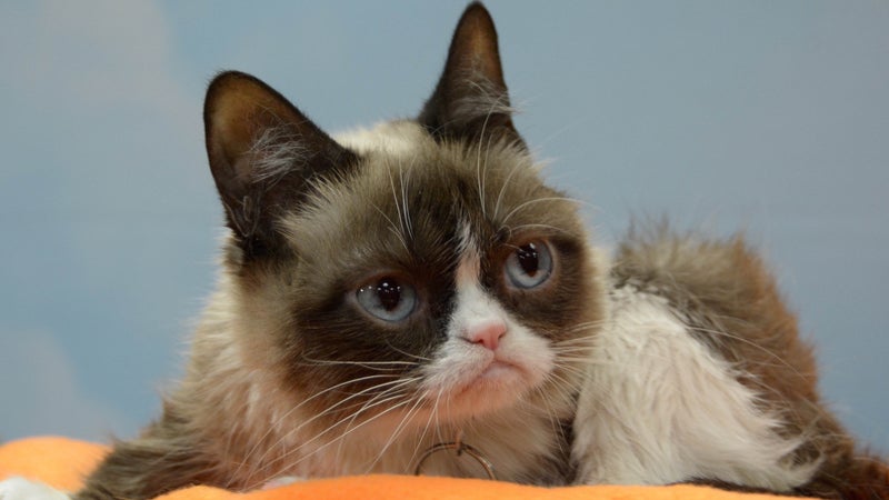 Grumpy Cat Orginal Grumpy Cat
