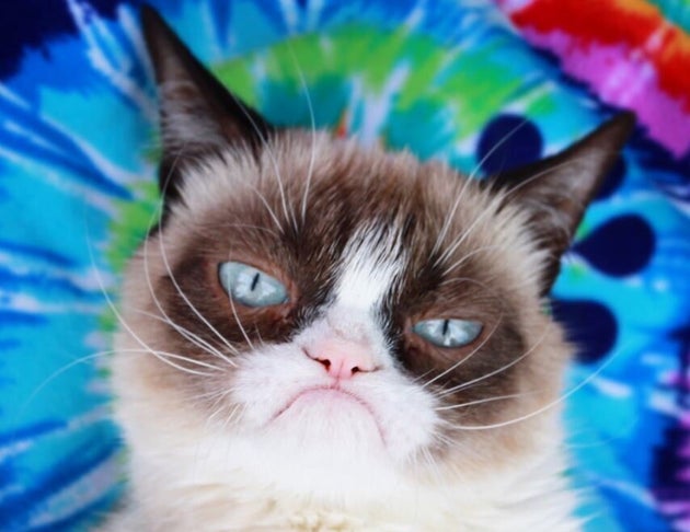 à morto Grumpy Cat, il gatto più social e ricco del