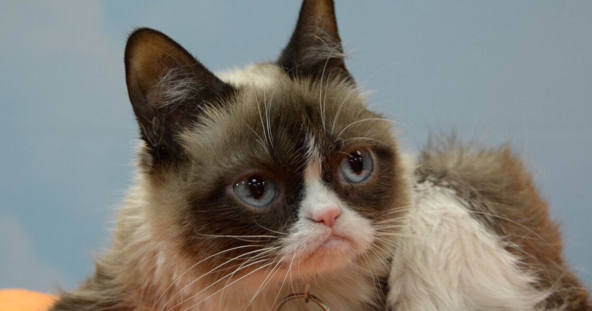 18 Unforgettable Grumpy Cat Memes That Made Her An Internet Icon