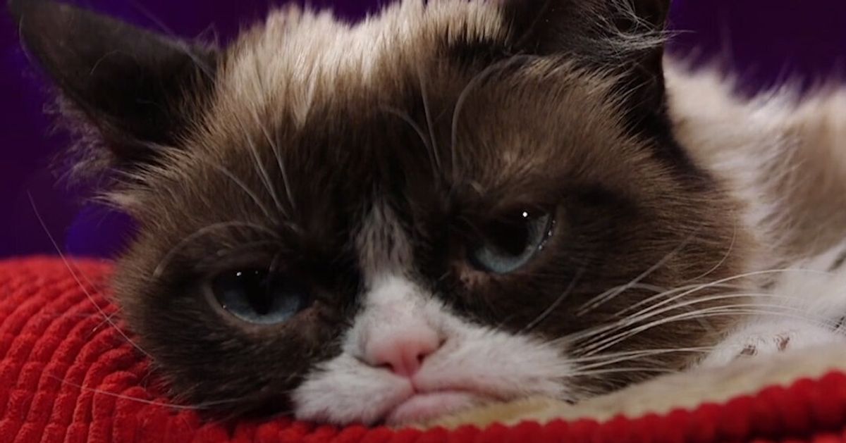 Internet Sensation Grumpy Cat Dies Huffpost Uk News
