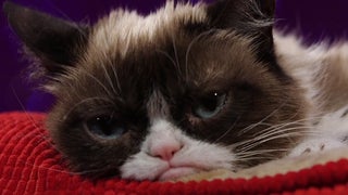 Grumpy Cat