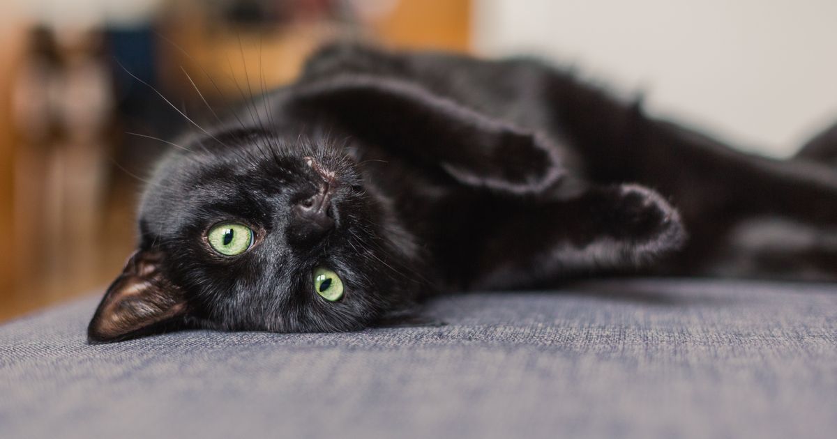 Она всегда была кошкой. Чёрный кот. Черный котенок затаился. Чёрная кошка на сером диване. Черный котенок 2024.