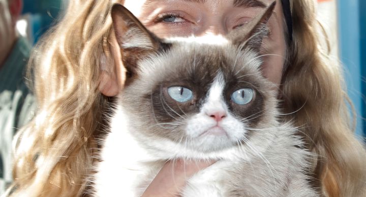 Grumpy Cat, one of the internet's most beloved celebrity cats, died on Tuesday at the age of 7.