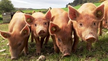 Brazil Subsidiary Hoovers Up $62 Million In Trump Trade War Aid Intended For Farmers