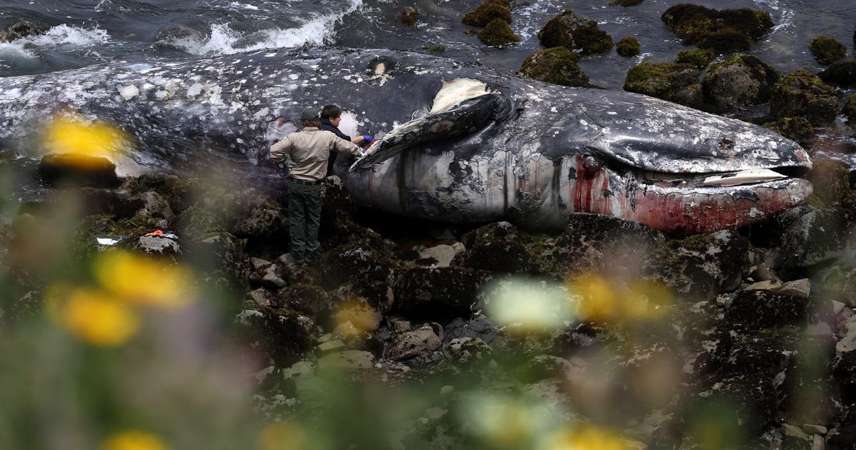 Malnutrition, ship strikes likely cause of spate of whale strandings