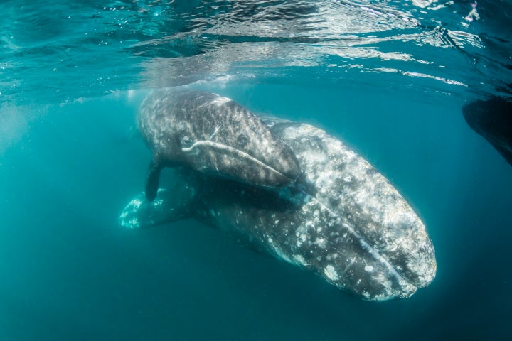 A gray whale mother and calf.