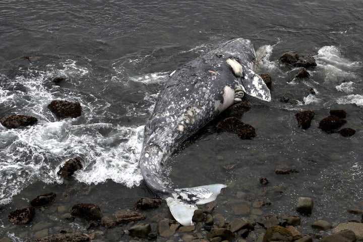 A dead gray whale near Pacifica State Beach on May 14.