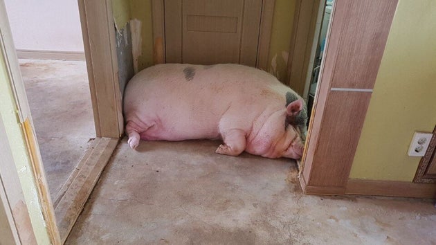 돼지 이미지