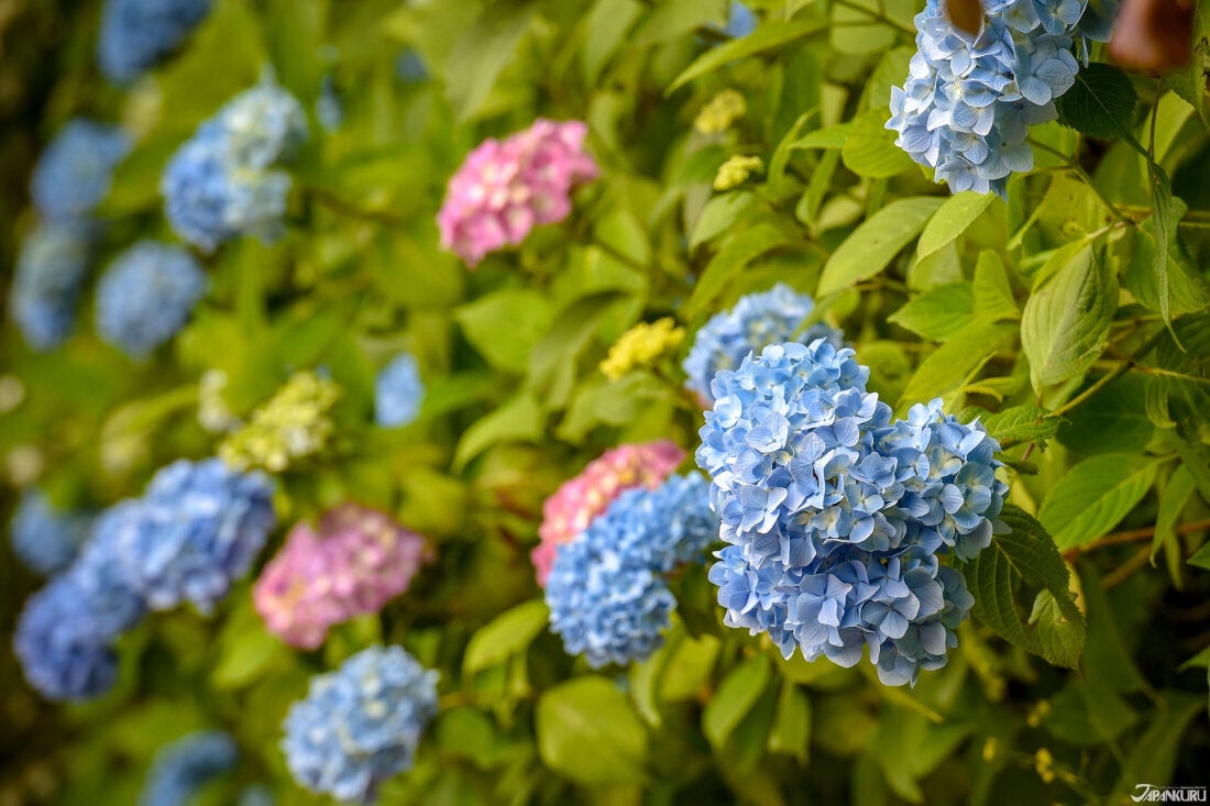 紫陽花