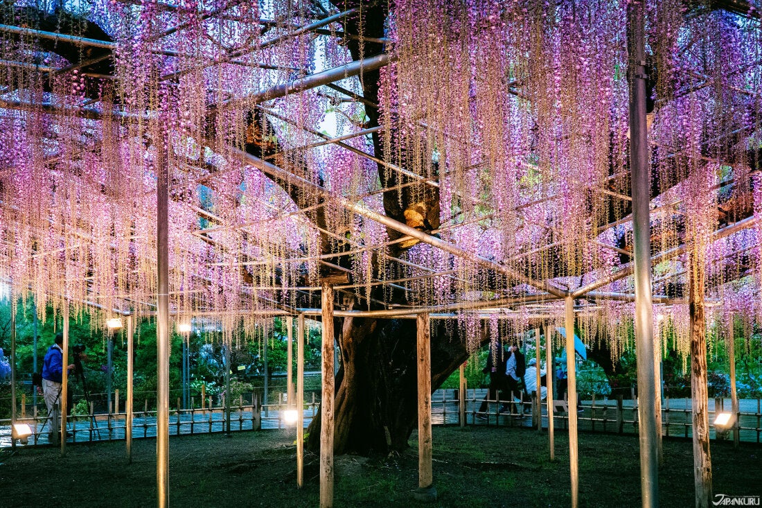 紫藤花與武士:足利市
