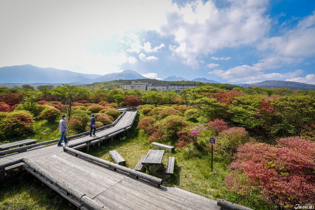 清爽的杜鵑花香滿山遍野