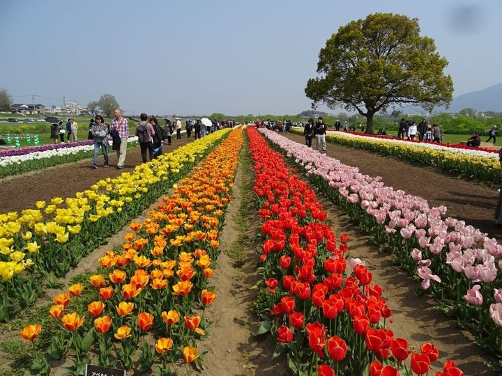 チューリップは 町の誇り 福岡 直方市の市民たちが年以上守り続けるチューリップフェア ハフポスト