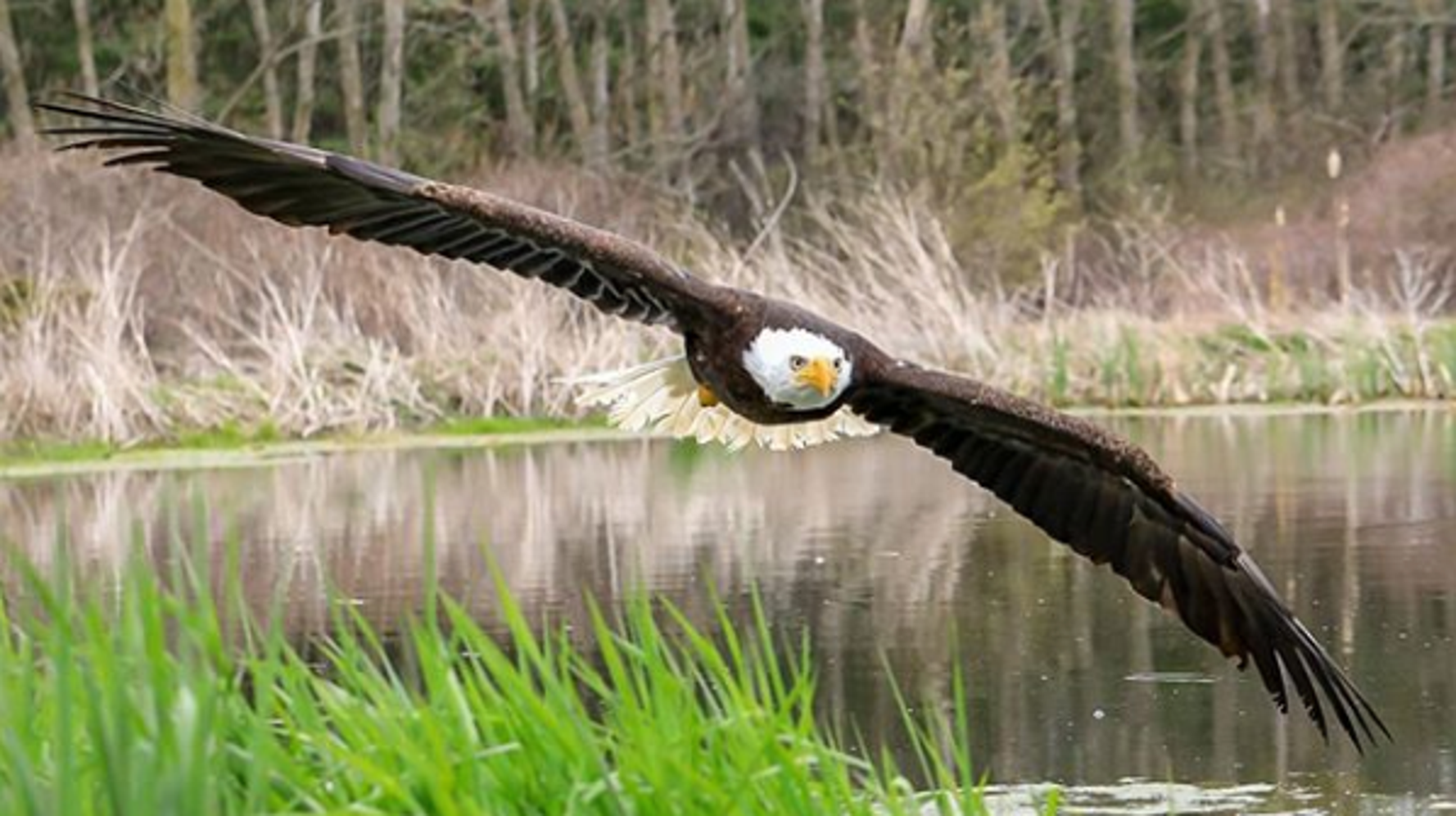 Canadian Photographer Steve Biro's Bald Eagle Photo Is Perfection(02)