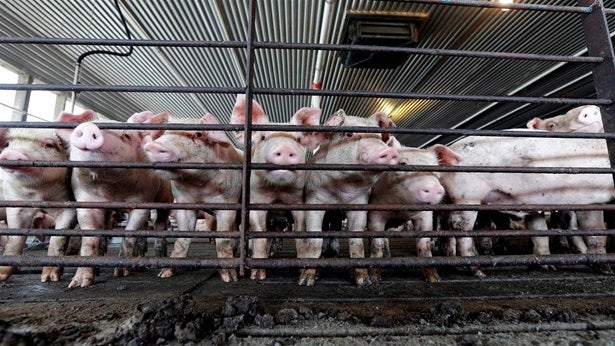 Young hogs in a pen at a farm in Farmville, North Carolina. Large agriculture groups across the United States have pushed for