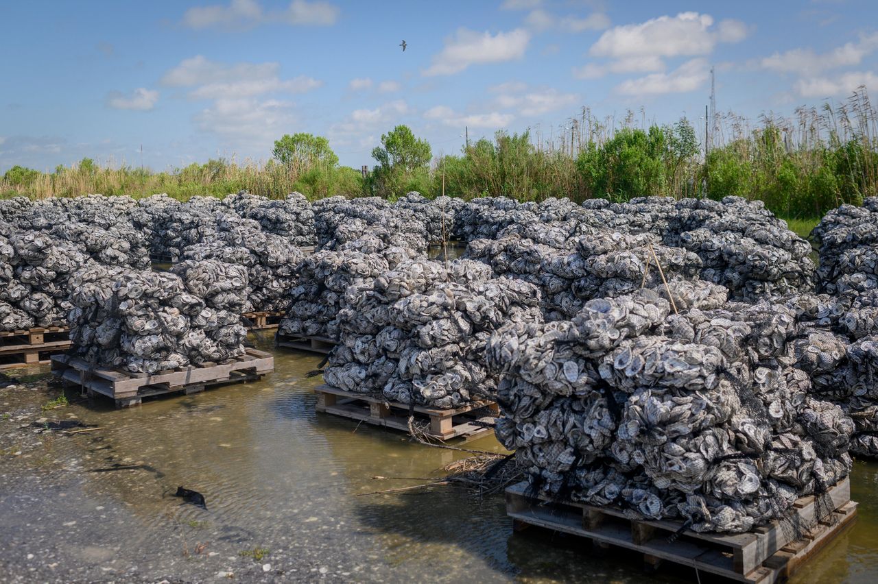 Wood pallets loaded with oyster shells ready to go into the water at the Coalition to Restore Coastal Louisiana oyster shell collection center in Buras, Louisiana., on May 21, 2019.