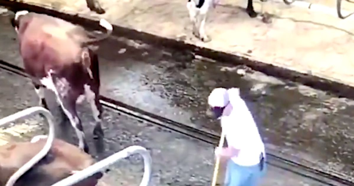 Cow Squirts Projectile Poop On Farmer: 'I Didn't Even Stand A Chance