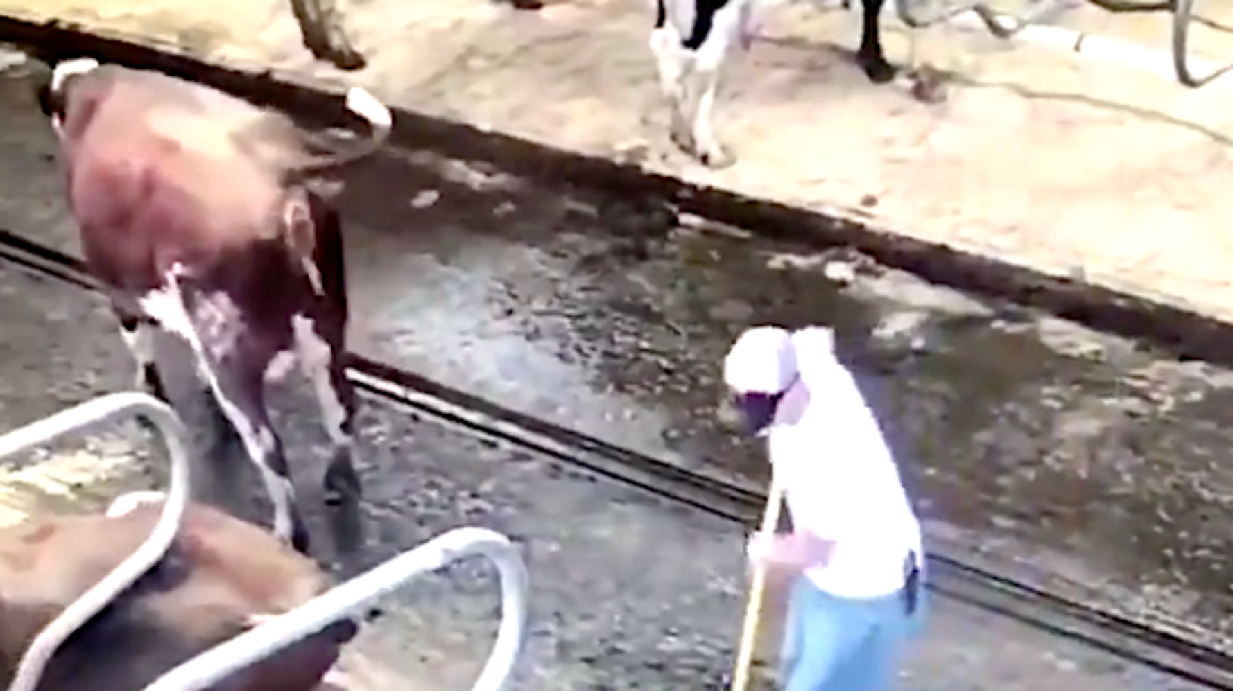 Cow Squirts Projectile Poop On Farmer 'I Didn't Even Stand A Chance