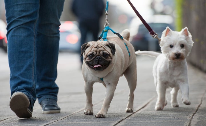 Dogs can connect neighbors, but in multicultural areas they can also reinforce racial barriers. Shutterstock