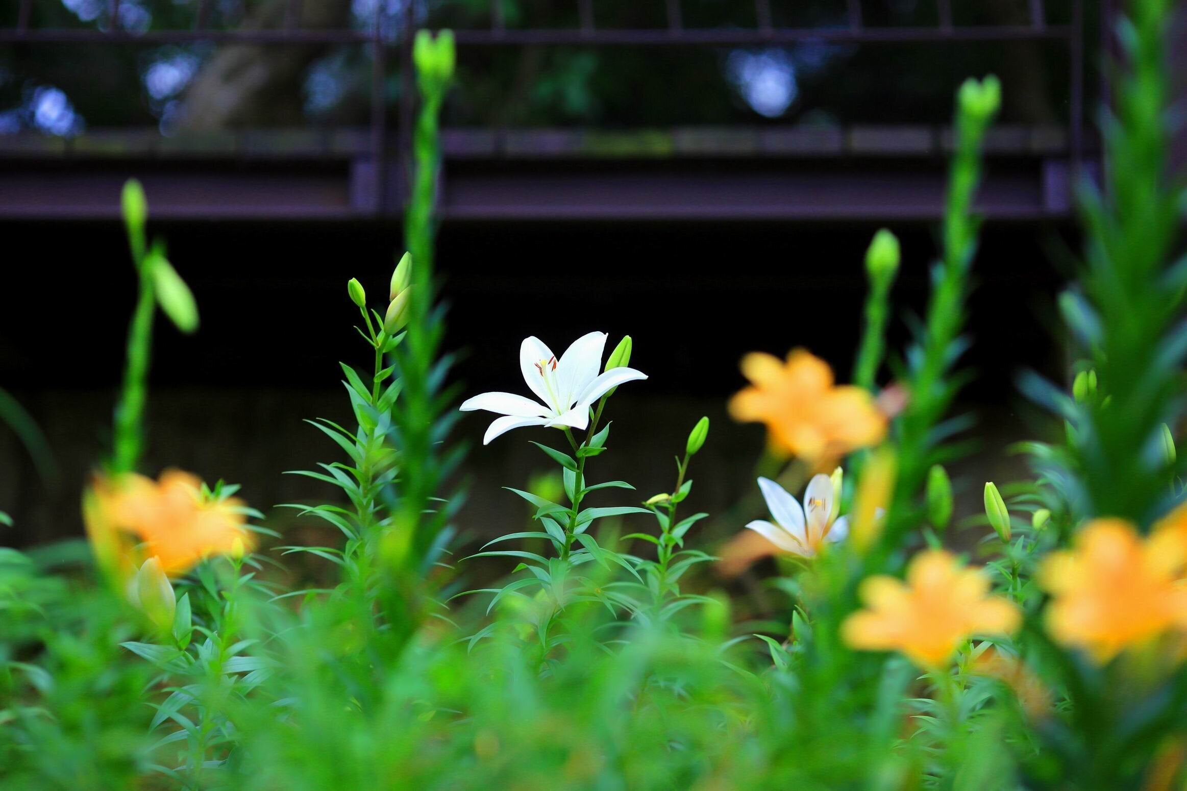 ▲百合花目前已有少數開花,正蓄勢待發迎接盛開。