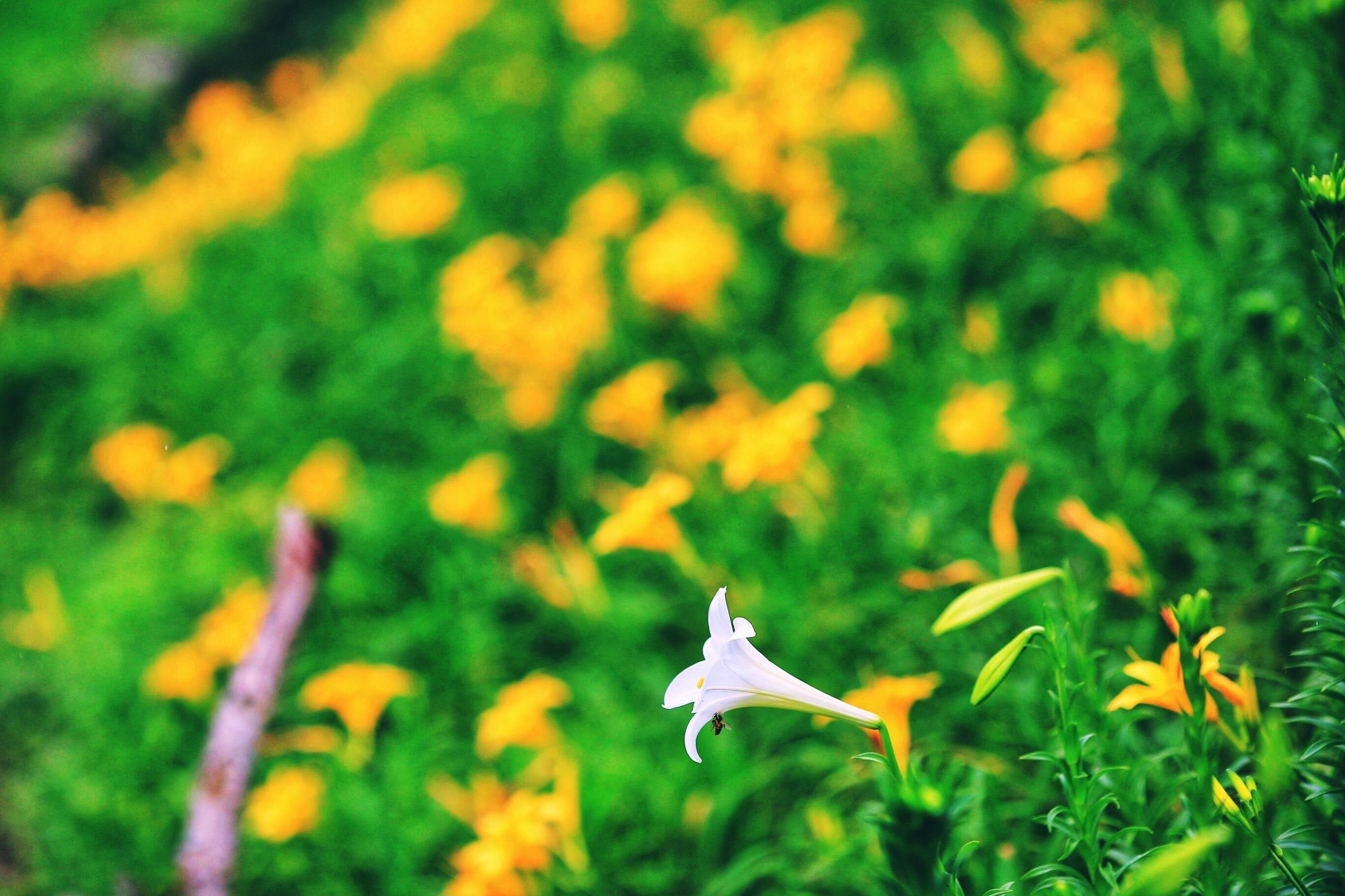 ▲雖然百合花還開得不多,但金針花花況卻挺不錯。