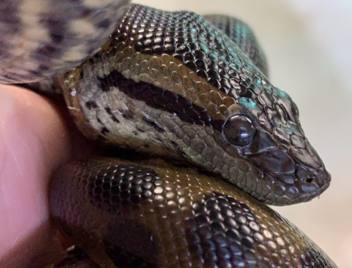 One of the surviving juvenile snakes.