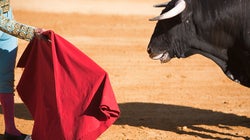 Si los toros publicaran en sus propios