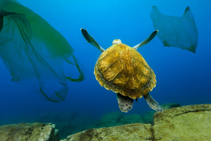 海中に浮かぶレジ袋の中を泳ぐカメ イメージ写真