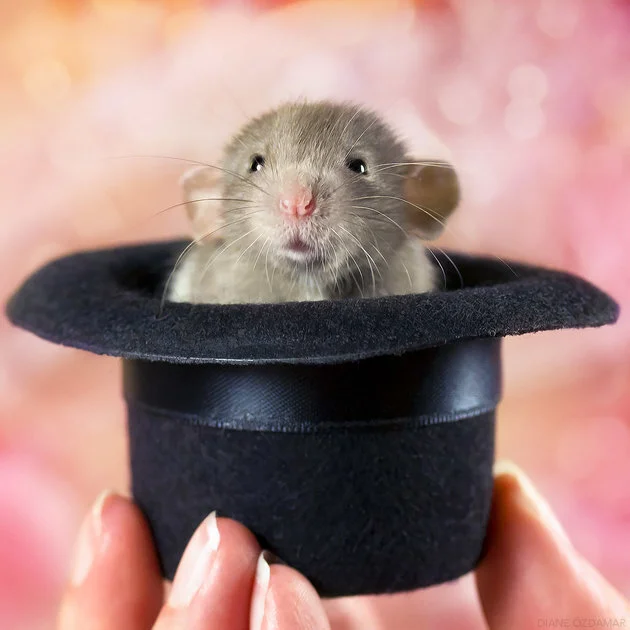 Cette Photographe Vaincra Votre Peur Des Rats Grace A Ses Photos Absolument Irresistibles Huffpost Null