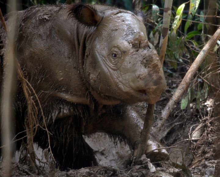 Fewer than 80 Sumatran rhinos are left on the planet, conservationists have warned.