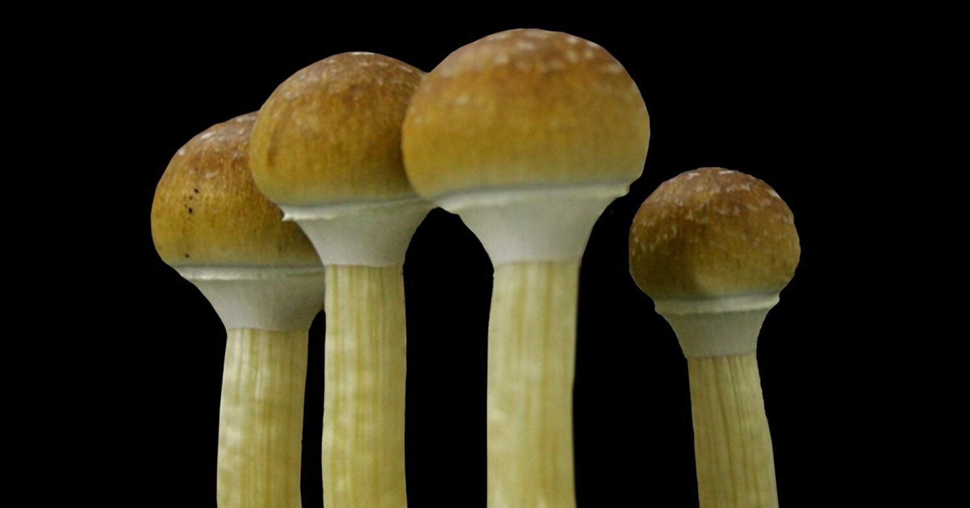 Oakland Second U.S. City To Decriminalize 'Magic Mushrooms