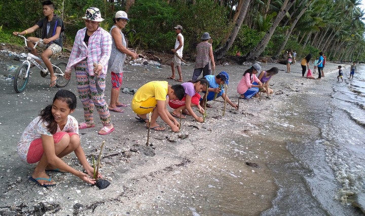 A climate change youth group plants mangrove seedlings on a beach in the Philippines