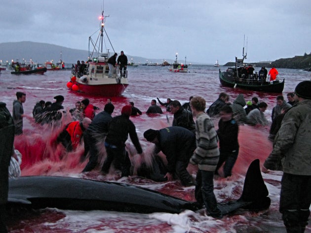 Το πιο βάναυσο έθιμο - «Κόκκινος» ο βόρειος Ατλαντικός μετά τη σφαγή δεκάδων φαλαινών και