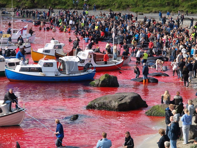 Το πιο βάναυσο έθιμο - «Κόκκινος» ο βόρειος Ατλαντικός μετά τη σφαγή δεκάδων φαλαινών και